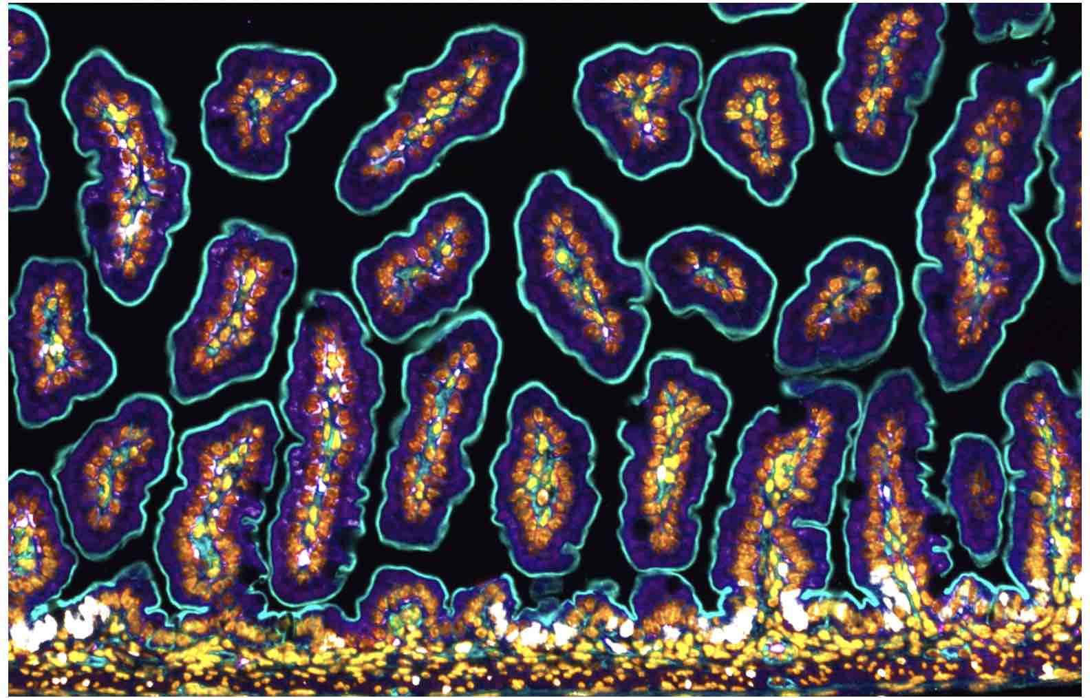 How many stem cells do we have & can you run out? - The Niche