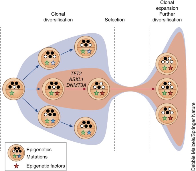 clonal selection