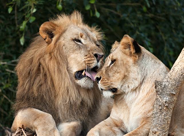 Nigeria Wildlife Conservators Want More Support.