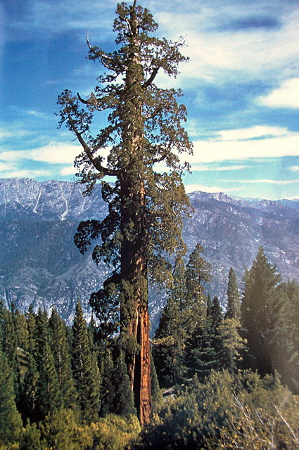 The Tallest Trees In The World For Those Of Us Who Love The Woods By Candide Medium