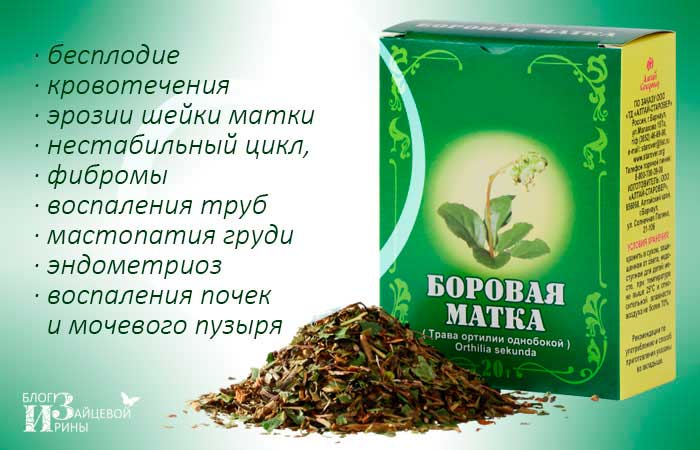 Боровая матка или ортилия однобокая. Боровая матка: противопоказания. Что представляет собой боровая матка