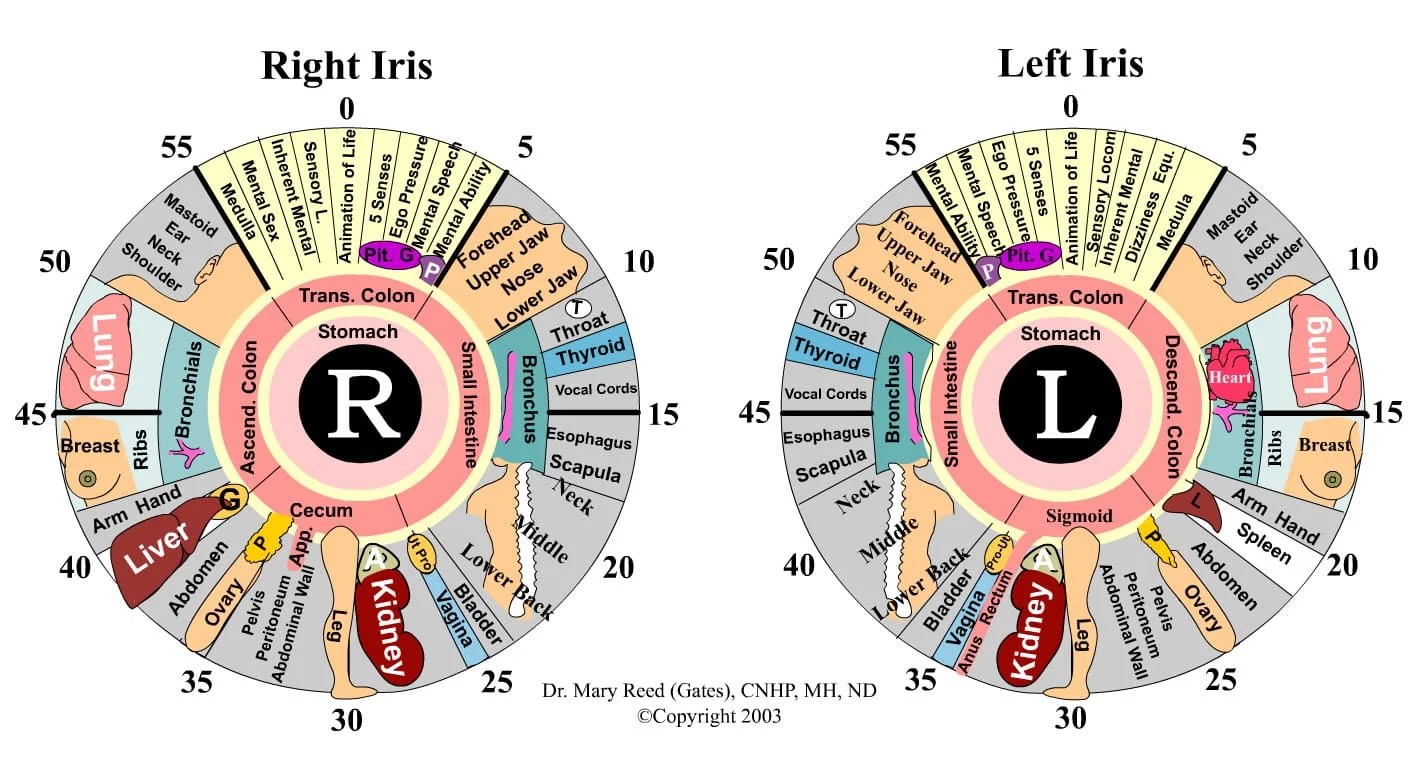 Iridology Before And After How To Read Iridology Chart The Iridology Chart 