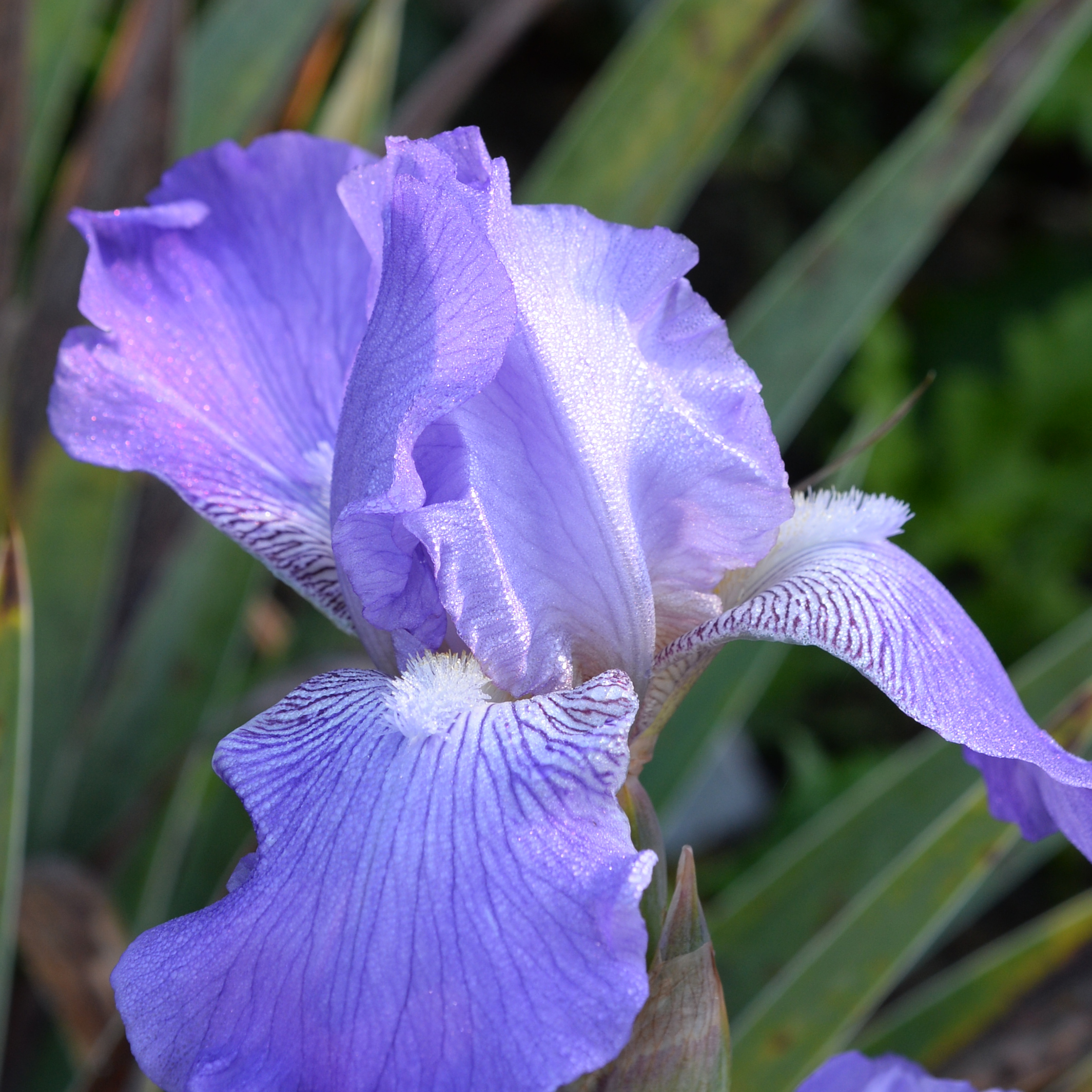 Blue intermediate