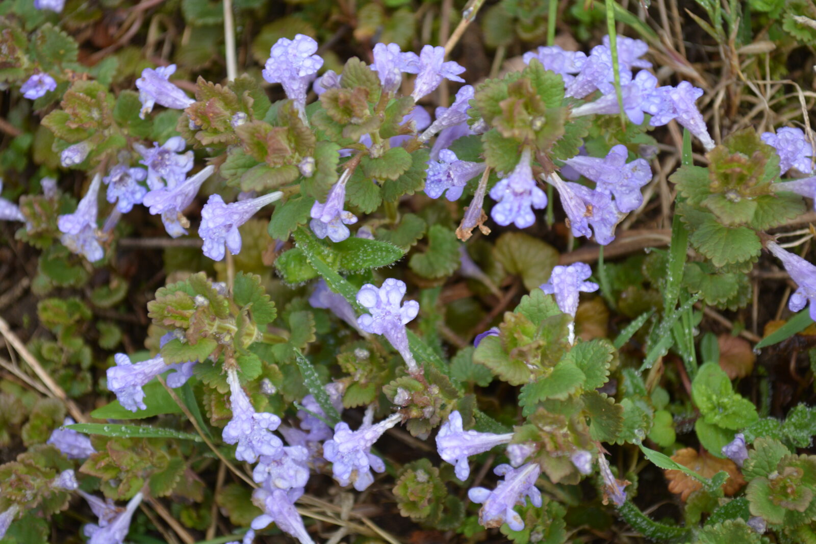 blooming ground ivy with rain on it