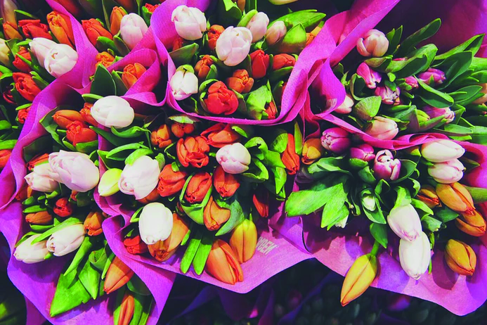 tulp