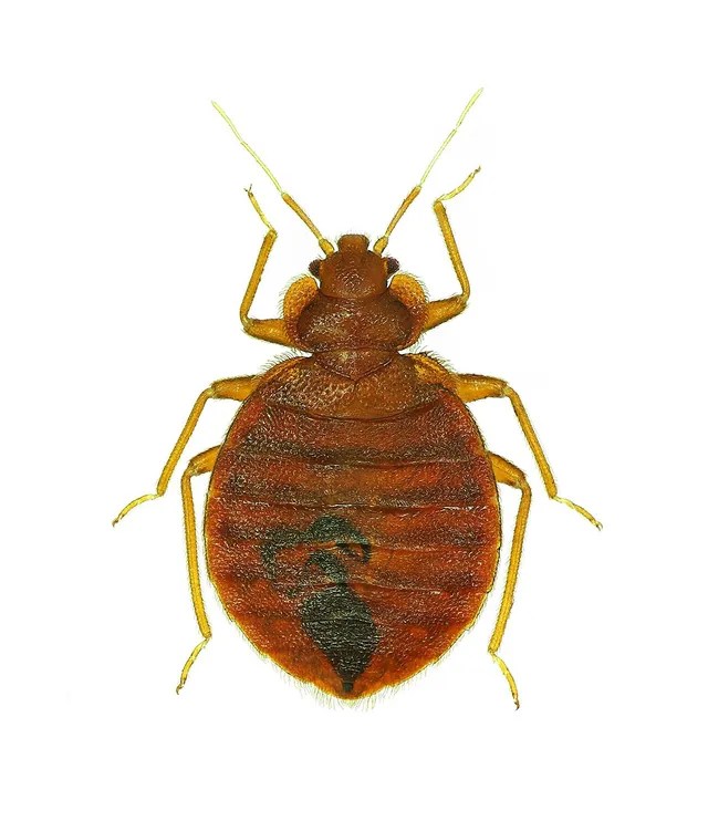 Rd.com home pest control dmitrii erekhinskii/shutterstock summer is the worst season for bed bugs, according to the nationa. Bed Bug Treatment | Englewood, OH | AllPest Pest Control