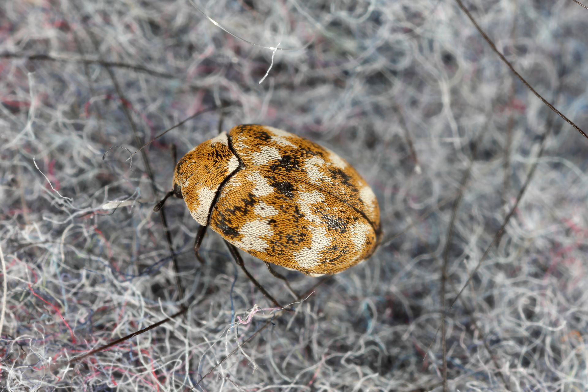 6 common signs of carpet beetles in your home