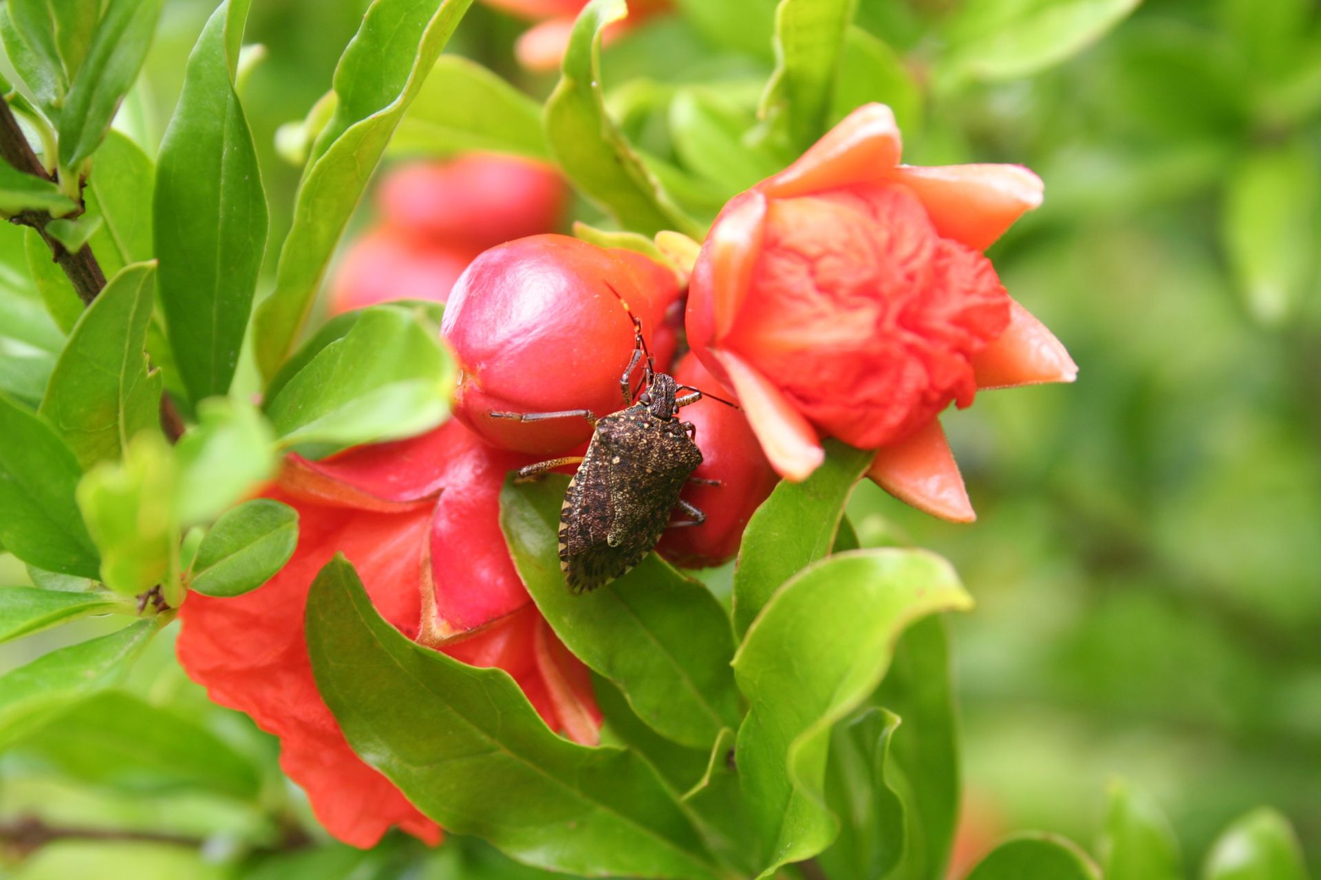 What attracts stink.bugs at terry camacho blog