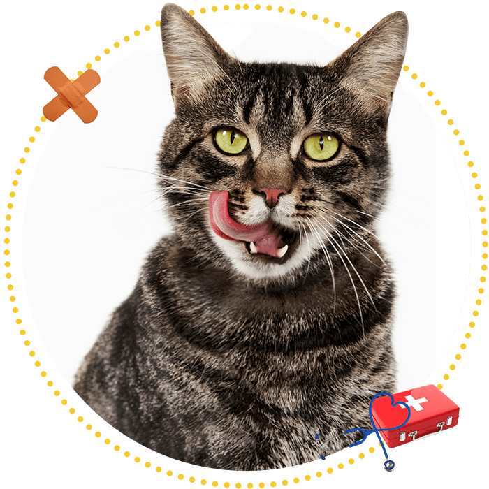 Animal wellness clinic