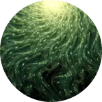 capacités d'apprentissage et stimulation du cerveau