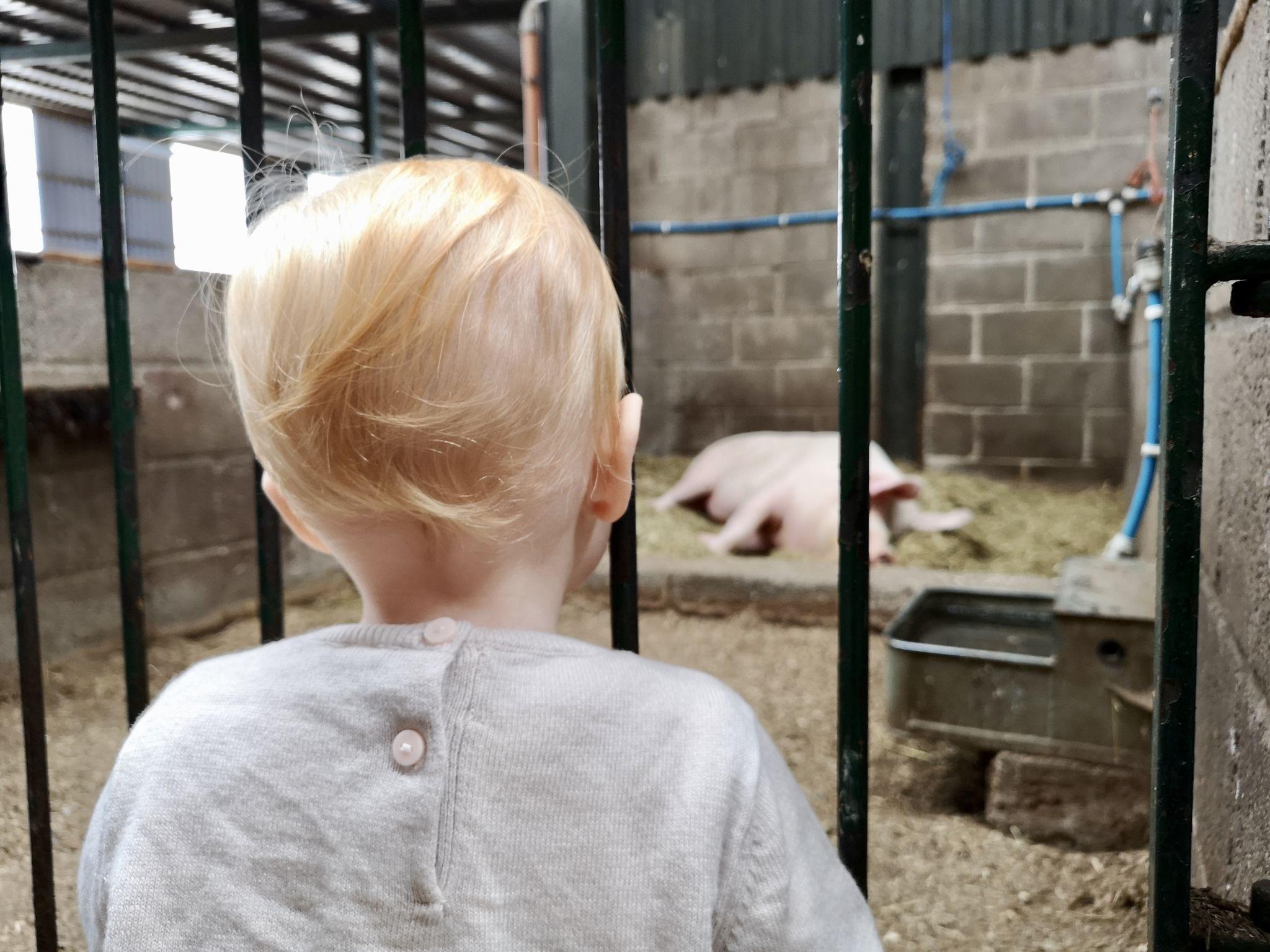 Pigs at Walnut Tree Farm Park