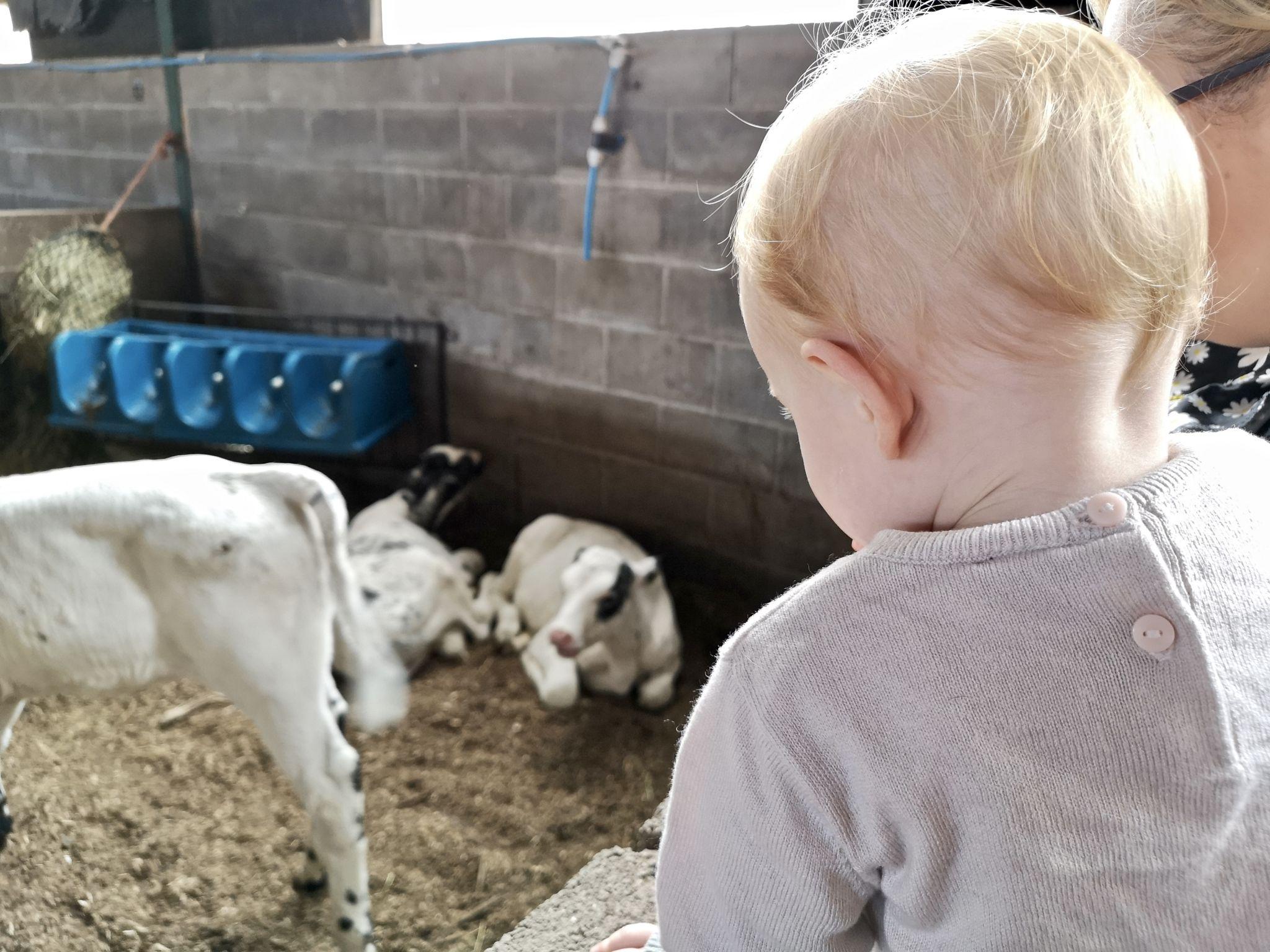 Some of the cows at Walnut Tree Farm Park