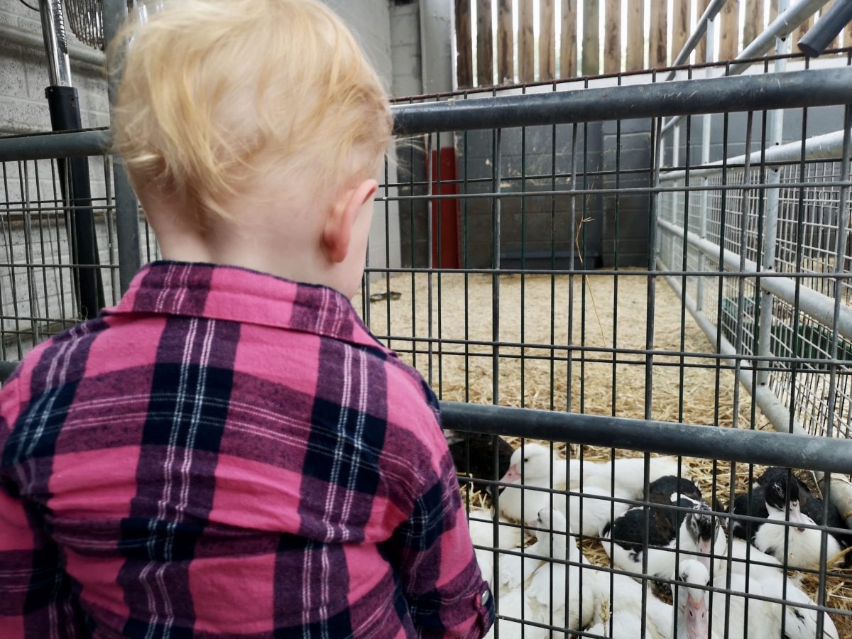 cefn mably farm ducks