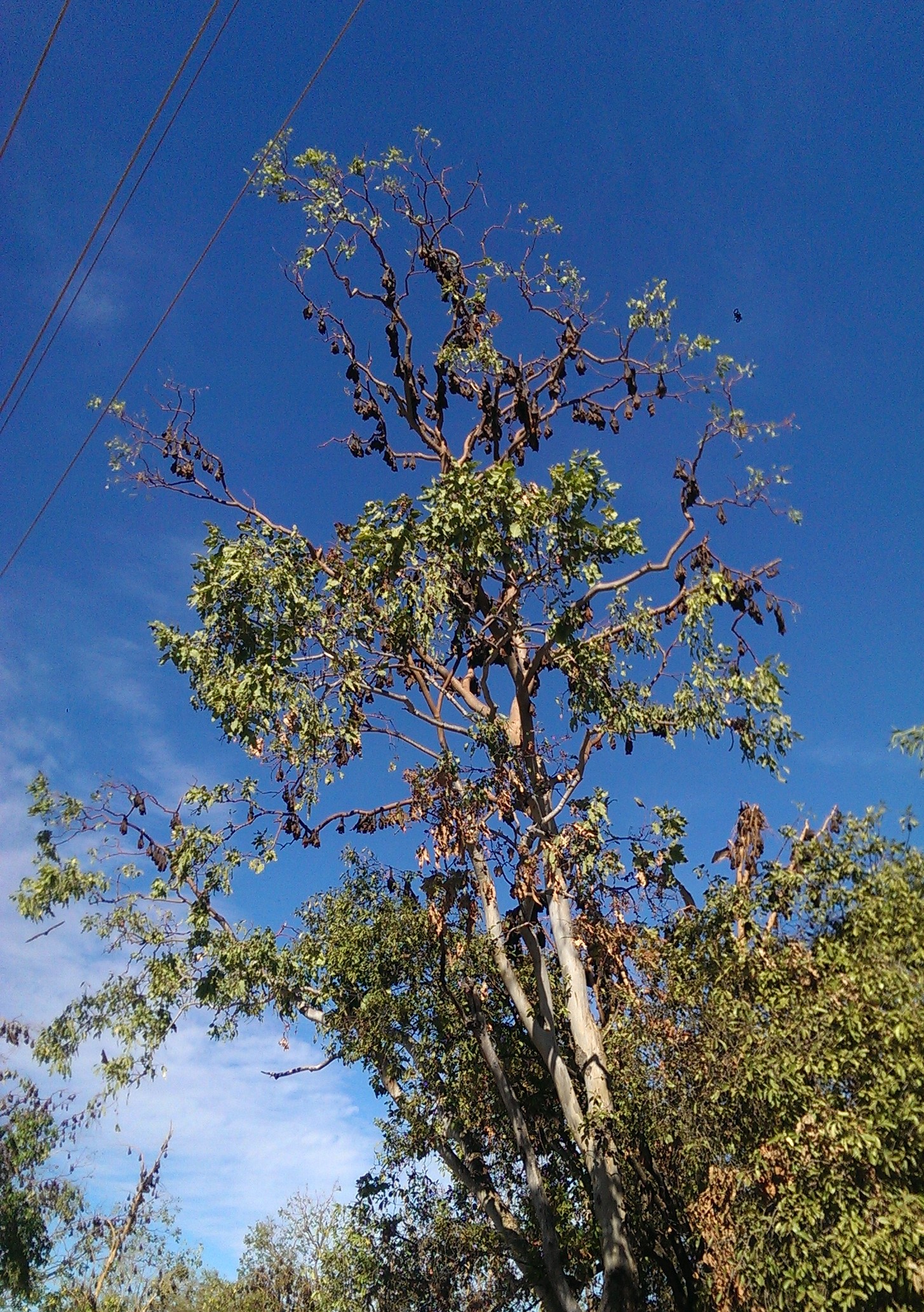 barunga (2)
