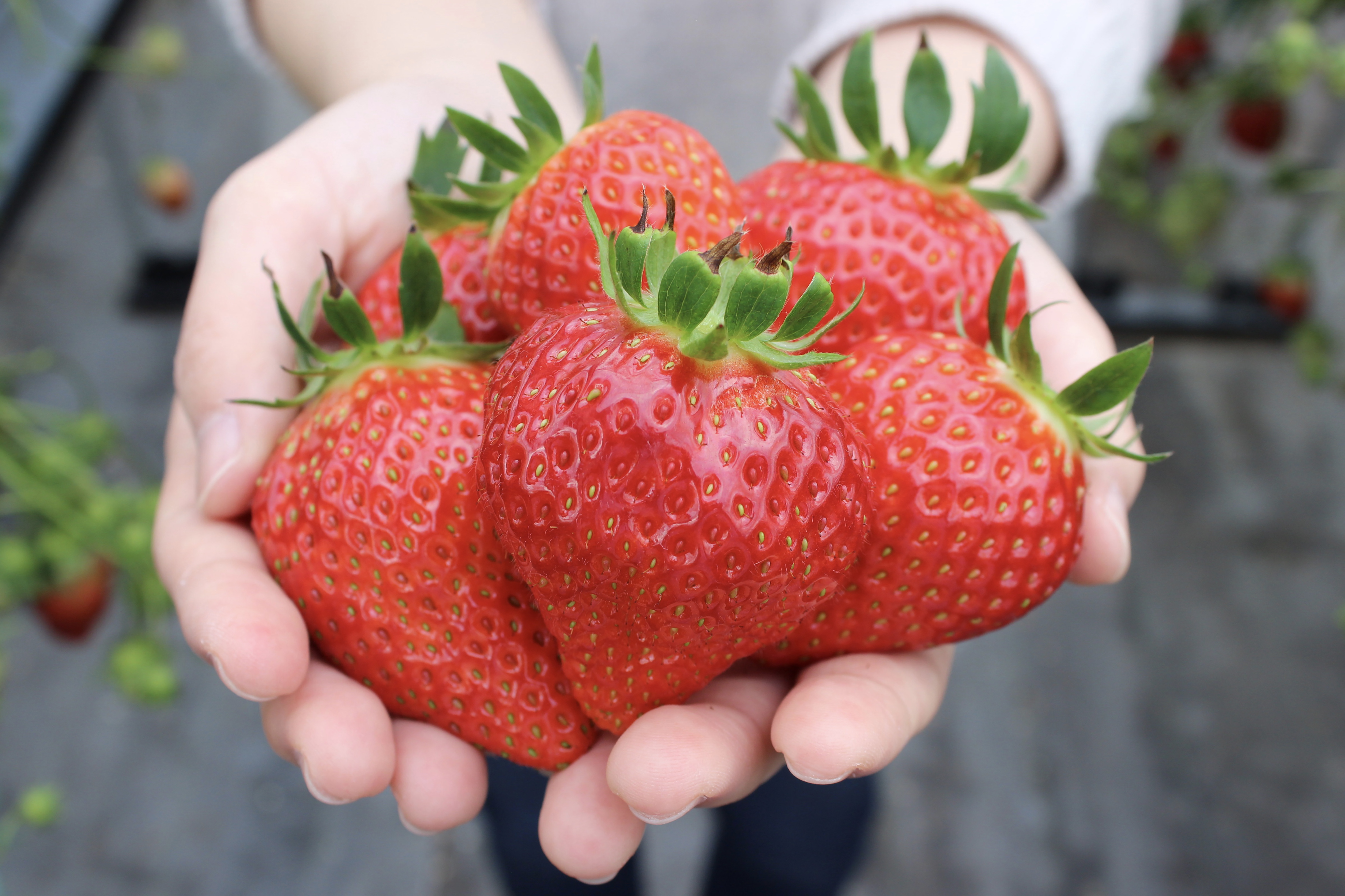 Strawberry Picking Spots in Miyagi Prefecture 2024／宮城県内の
