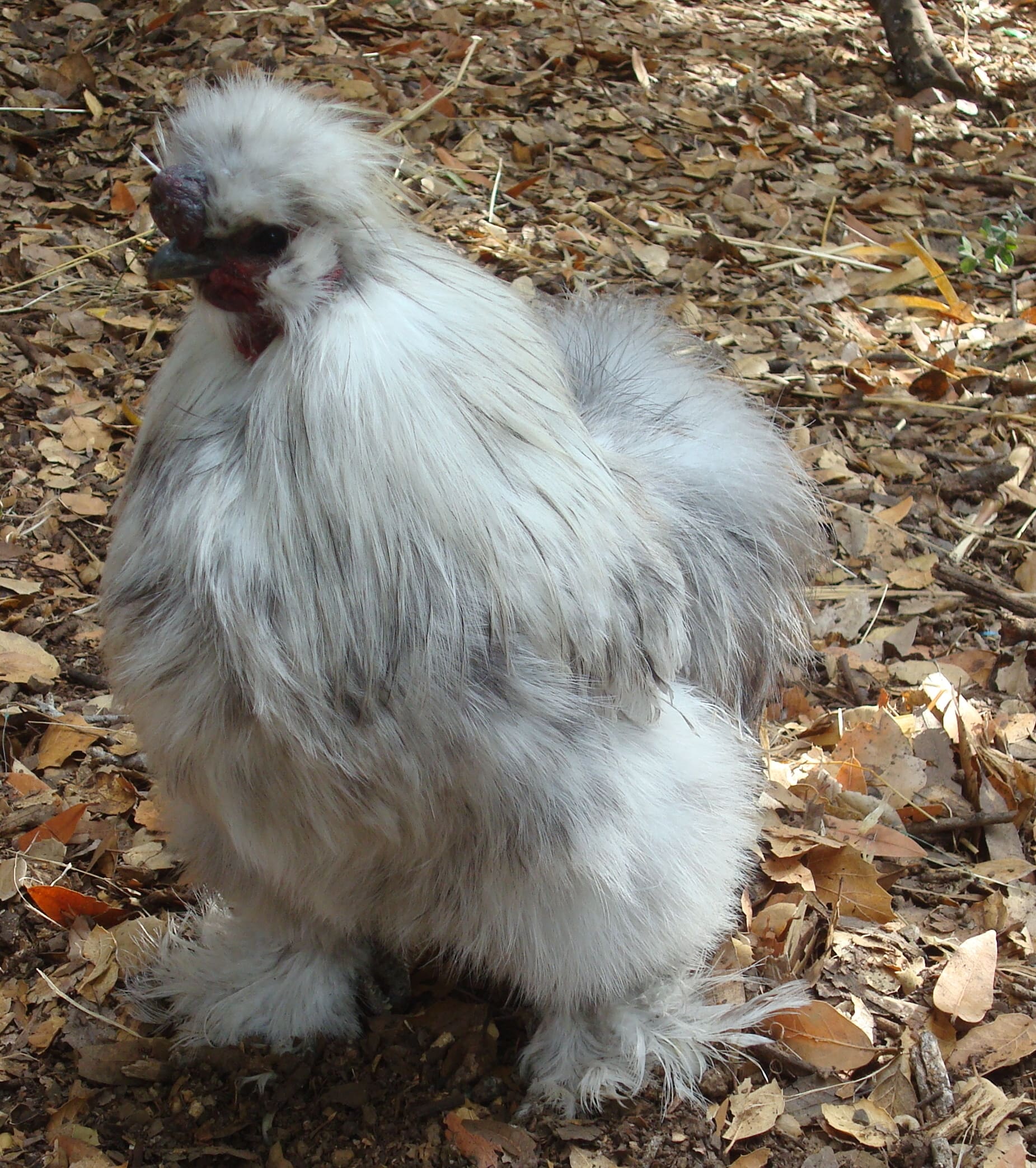 Albert the leader of the flock