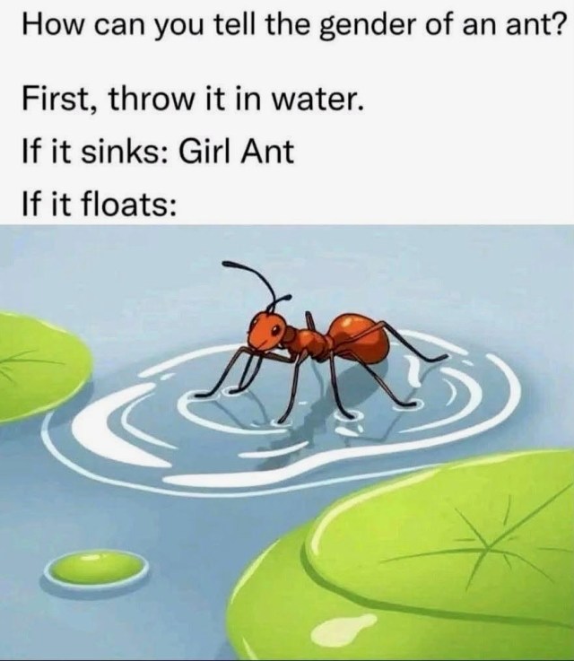 Boy Ant