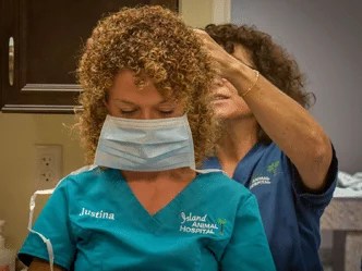 Our local veterinarian in cocoa beach, fl