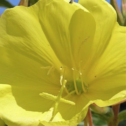 Plants May Not Have Ears, But They Can 'Hear' Way Better Than We Thought