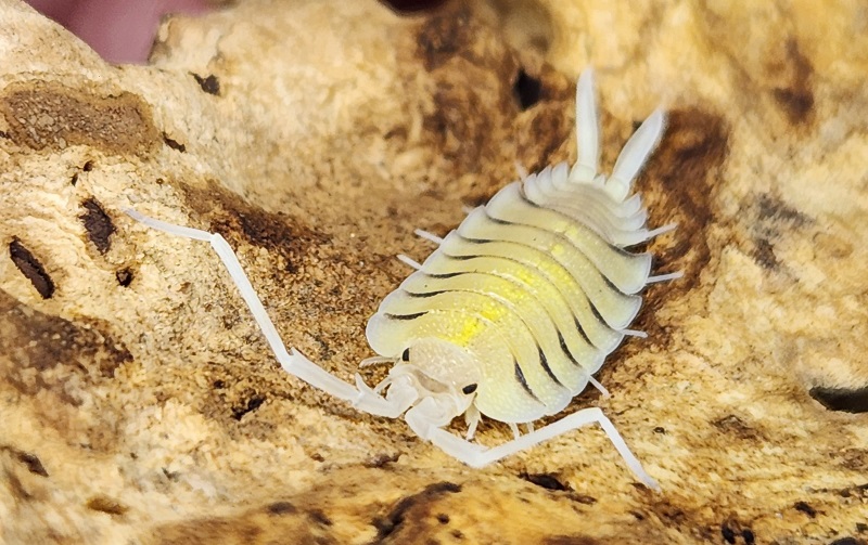 Bolivari Isopod