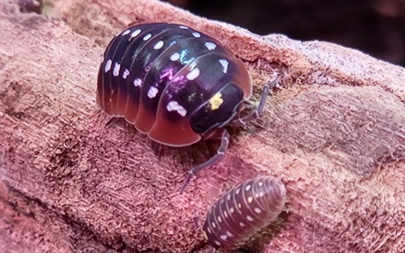 Clown Isopod