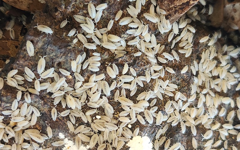 Dwarf White Isopod