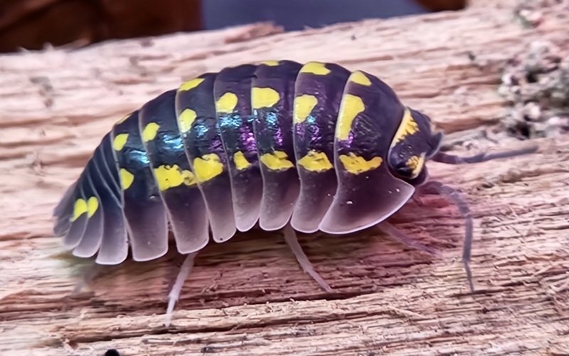 Gestroi Isopod