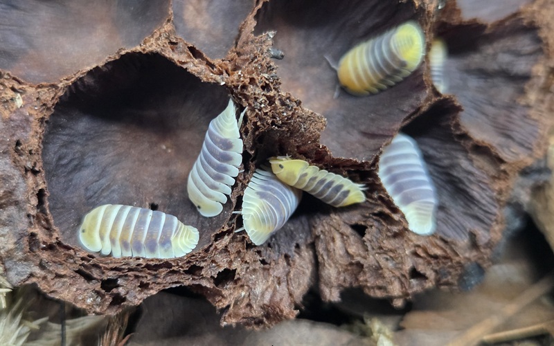 Jupiter Isopod