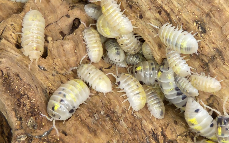 Magic Potion AM Isopod