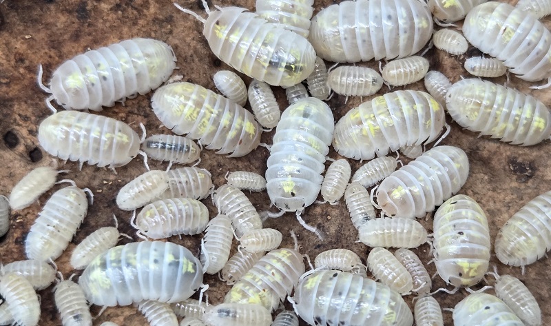 Magic Potion Japanese Isopod