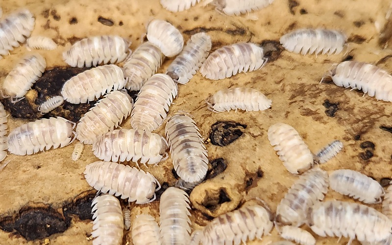 Marbelized Isopod