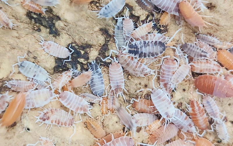 Oreo Cream Isopod