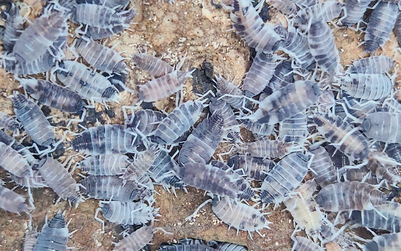 Oreo Crumble Isopod