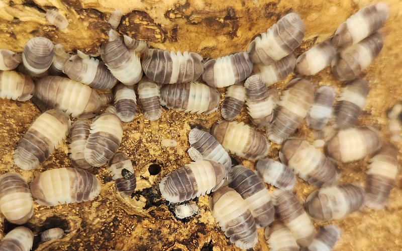 Panda King Isopod