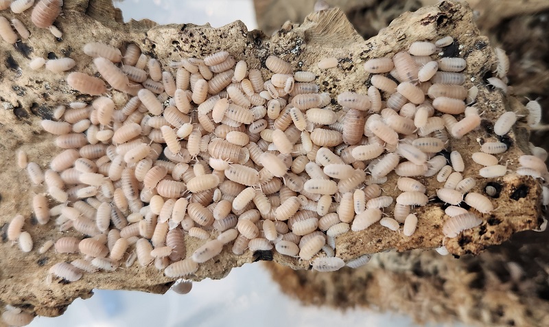 Papaya Isopod