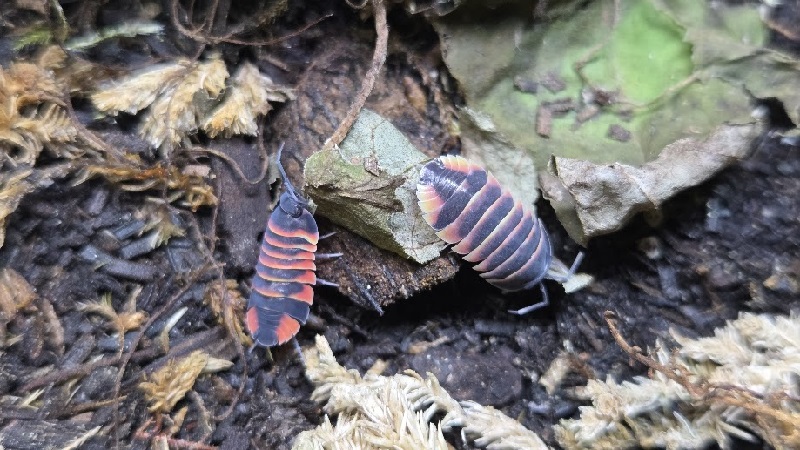 Red Ember Bees Isopod