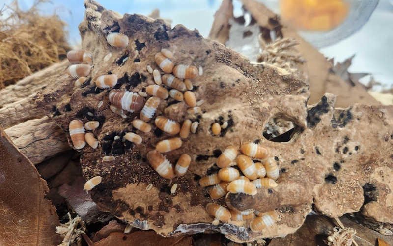 Red Panda King Isopod