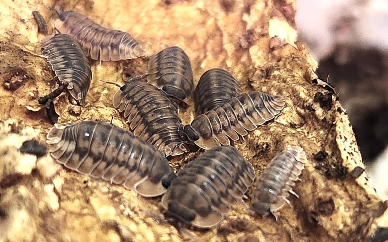 Red Tiger Isopod