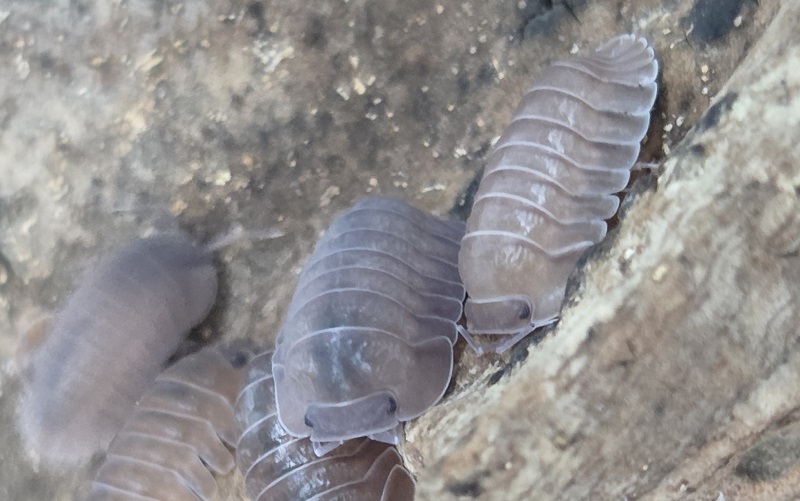 Salmon Isopod