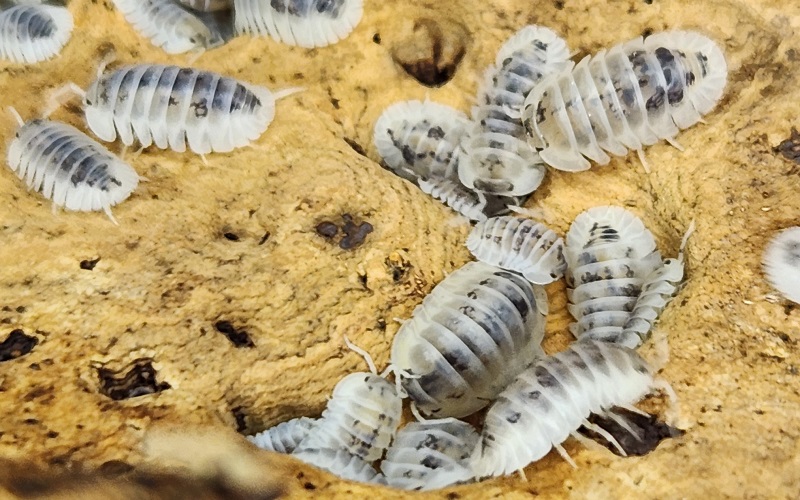 Shiro Utsuri Isopod