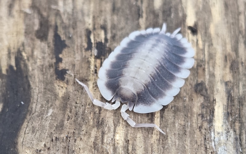 Silverback Isopod