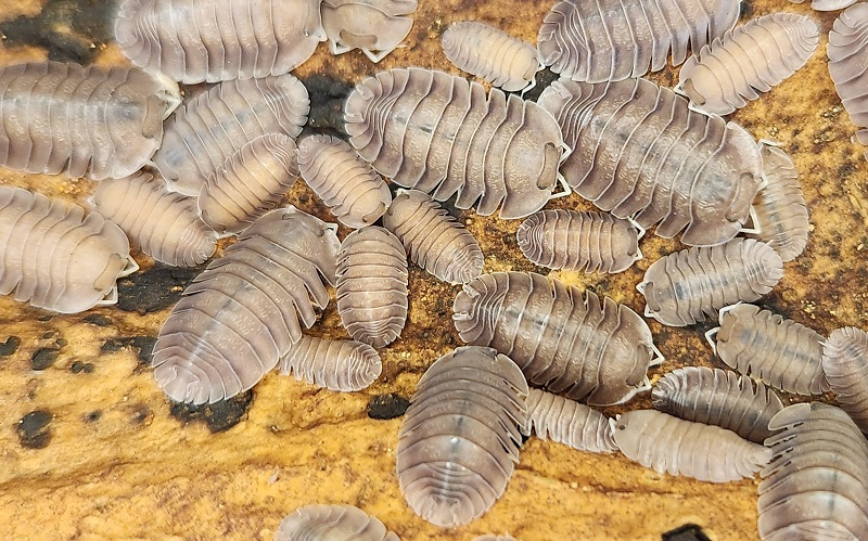 T-Soil Isopod