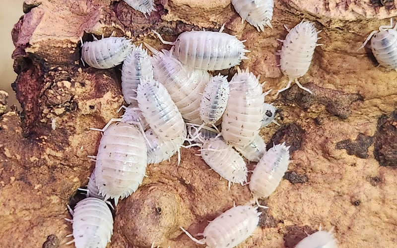 White Out Isopod