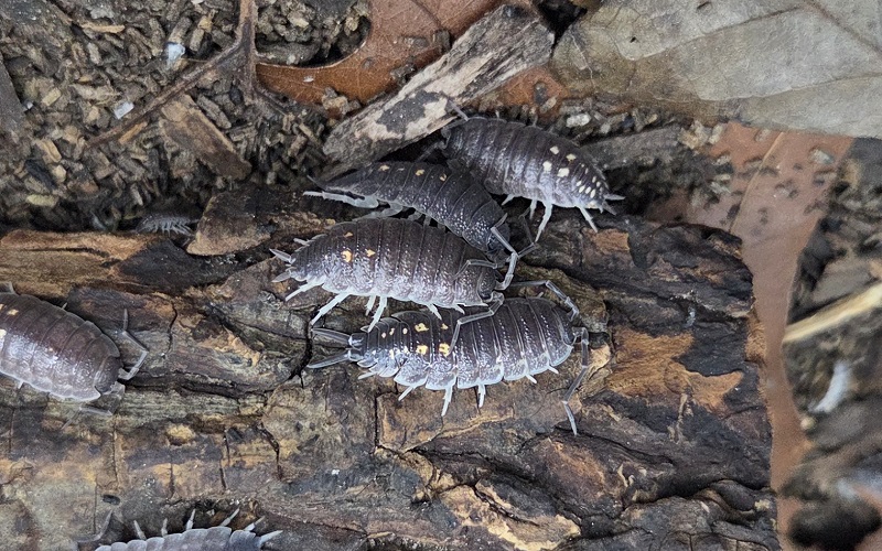 Yellow Dot Isopod