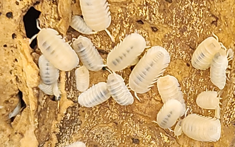 Yeti Isopod