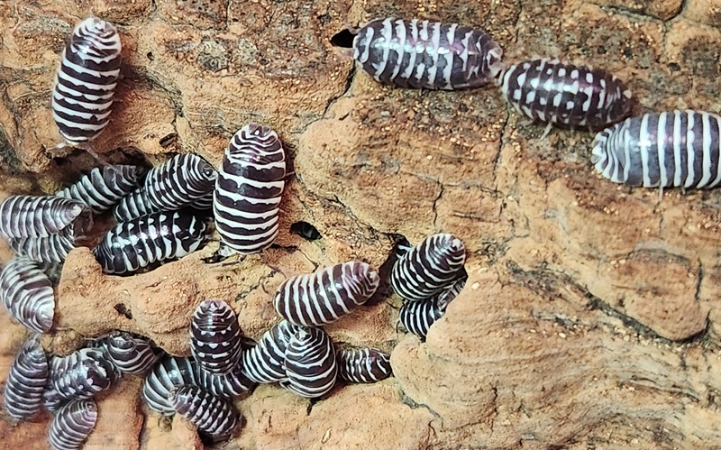 Zebra Isopod