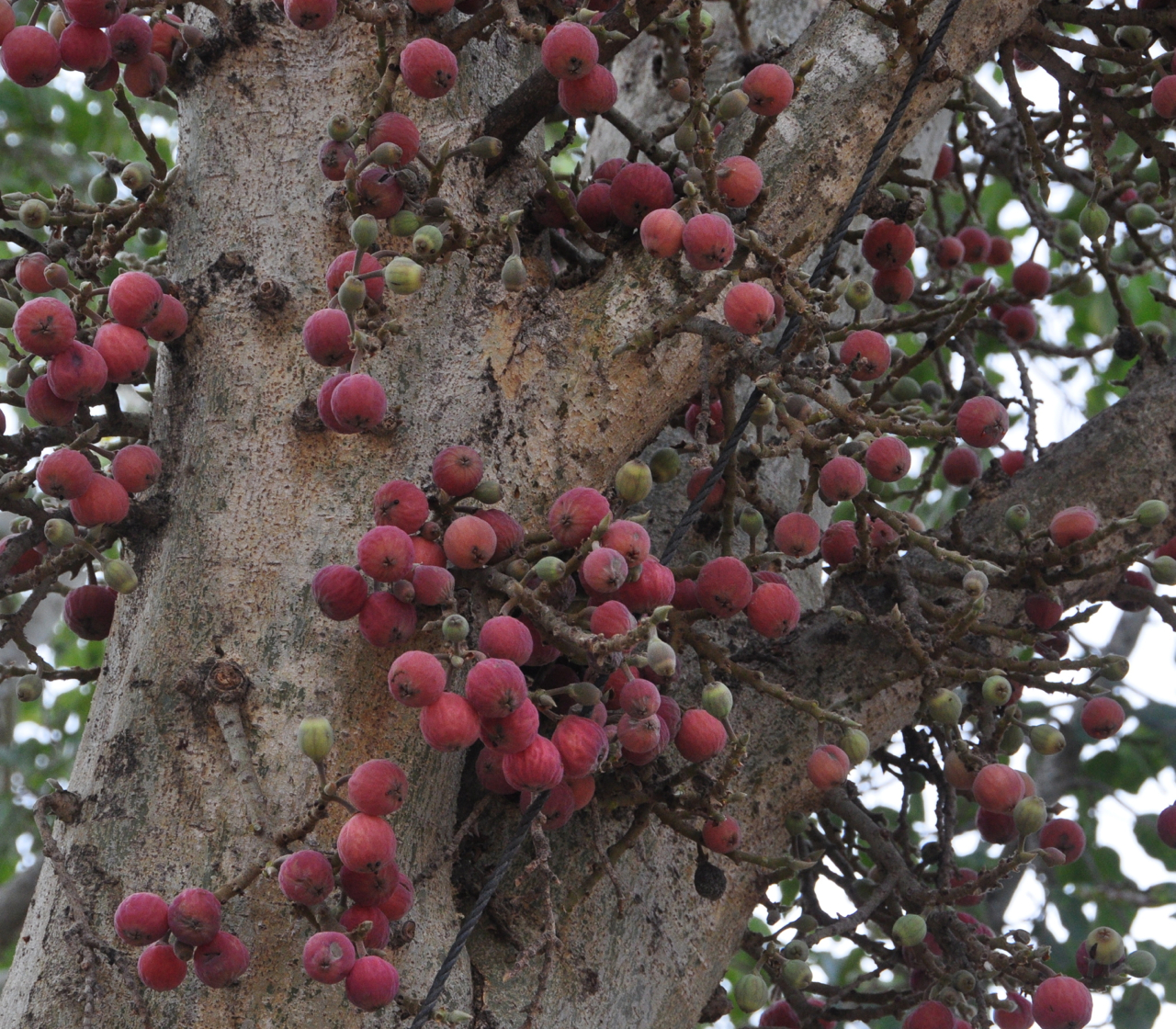 Bible Saints A Dresser Of Sycamore Trees St Amos