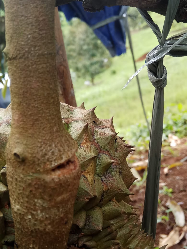 Dapatkan Gambar Kumpulan Gambar Bergerak Atau GIF Tahun Baru Imlek 2020 Lengkap Terkeren by Lampung Hits