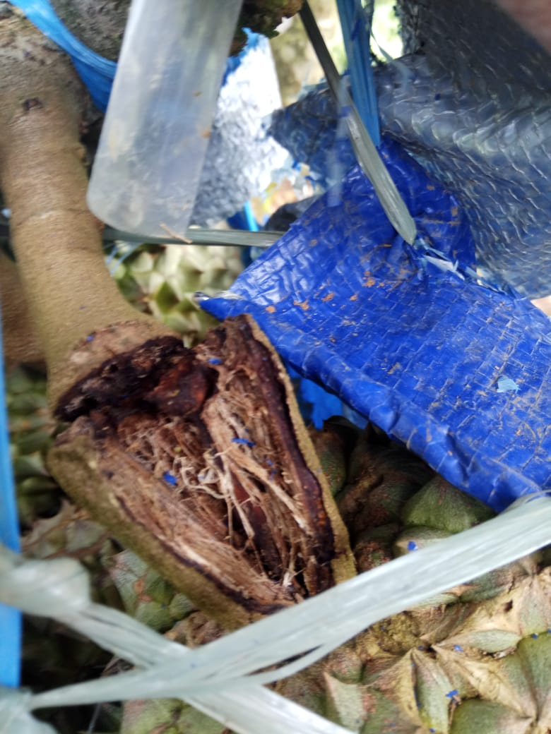 Gratis Unduh Gambar Download 93 Koleksi Gambar Durian Lucu Gokil Terbaru Gratis HD Gratis Gratis Terbaru oleh Lampung Hits