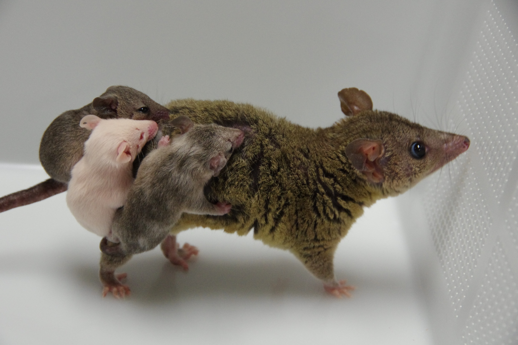 Young opossums are weaned at about 8 weeks of age, at which time their body mass is about half the threshold mass (60 g) for pheromonal induction of estrus (harder and jackson, 2003; Opossums Are The First Genome Edited Marsupials It Ain T Magic